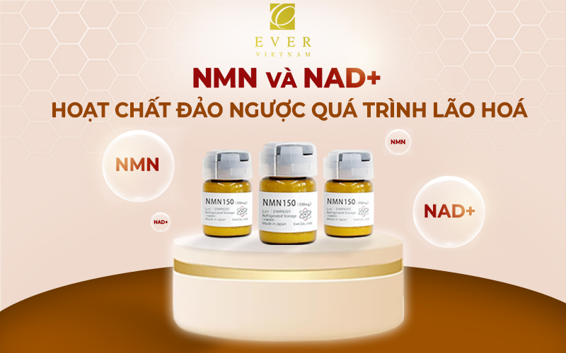 NMN và NAD+: Hoạt chất đảo ngược quá trình lão hoá